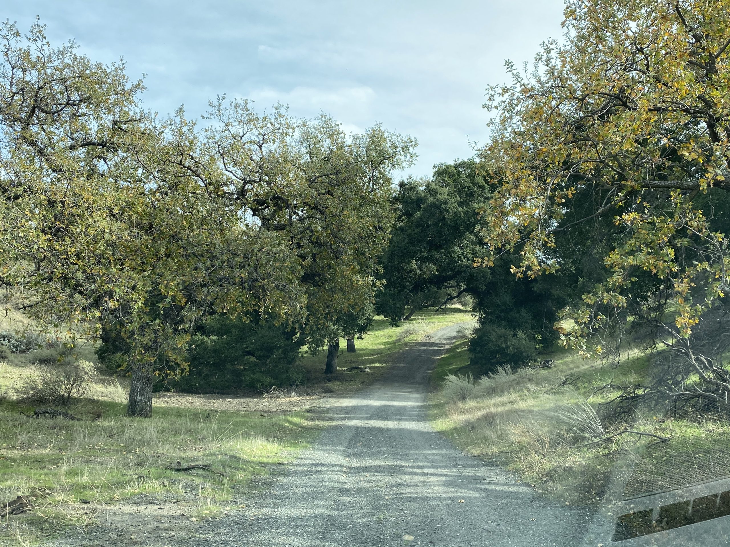 Oak Woodlands